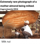 extremely-rare-photograph-of-a-mother-almond-being-milked-approximately-40226266.png