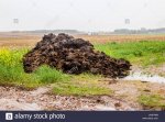 fertilizer-from-cow-manure-and-straw-a-pile-of-manure-black-color-lies-on-the-edge-of-the-fiel...jpg